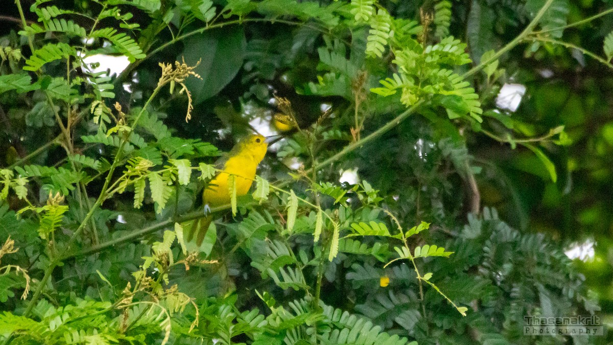 オオヒメコノハドリ - ML641277888