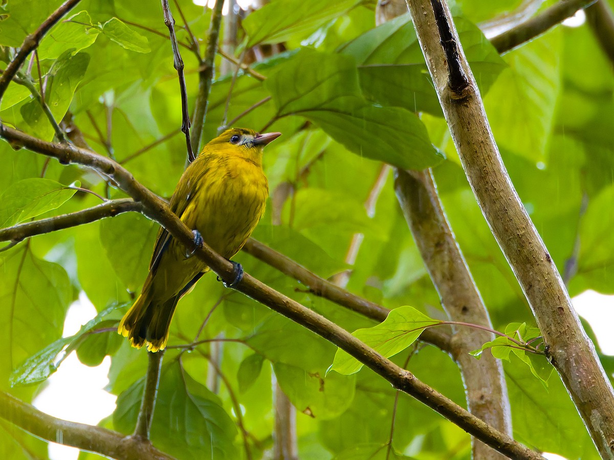 White-lored Oriole - ML641277889