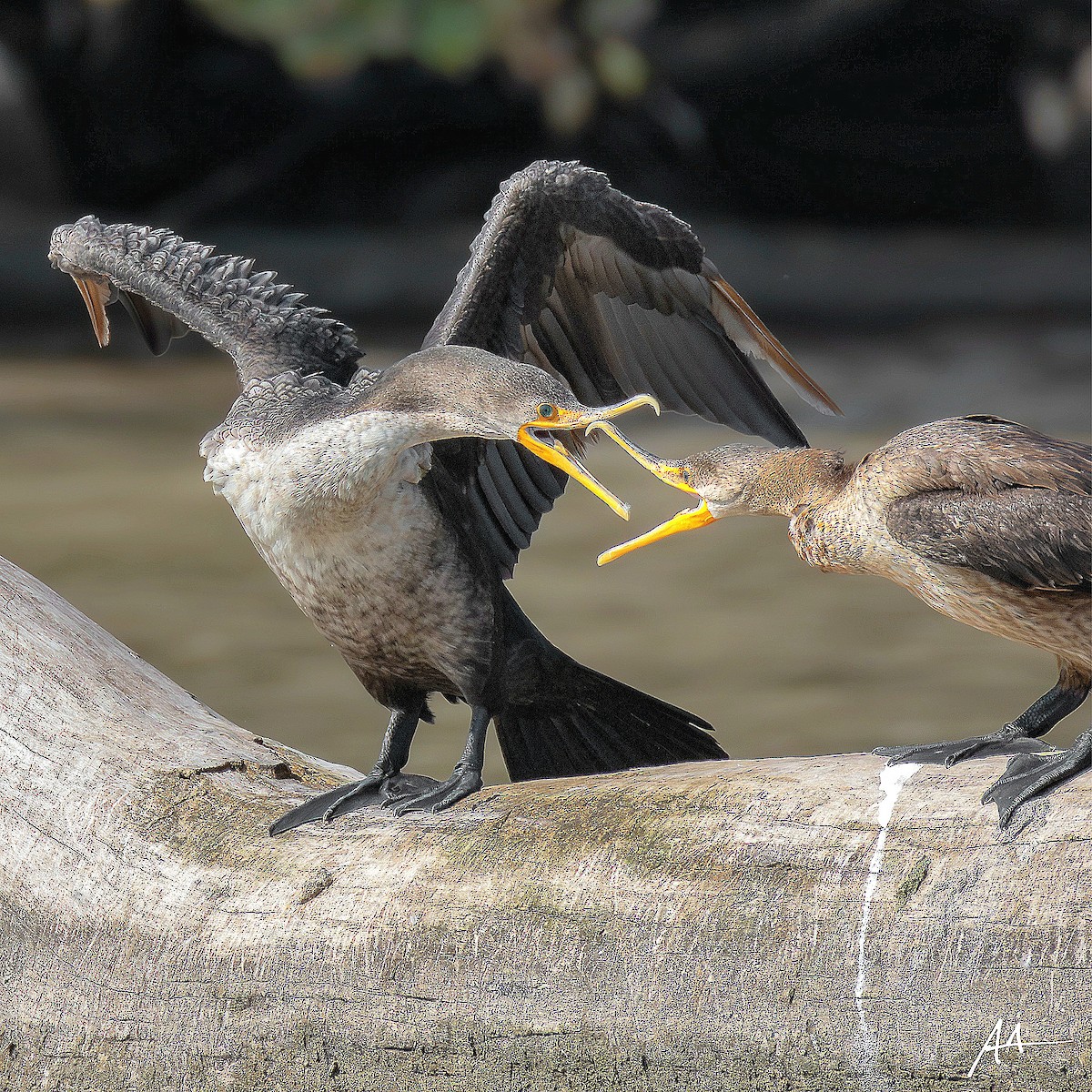 Cormoran à aigrettes - ML641277893