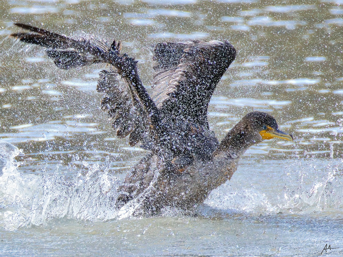Cormoran à aigrettes - ML641277895