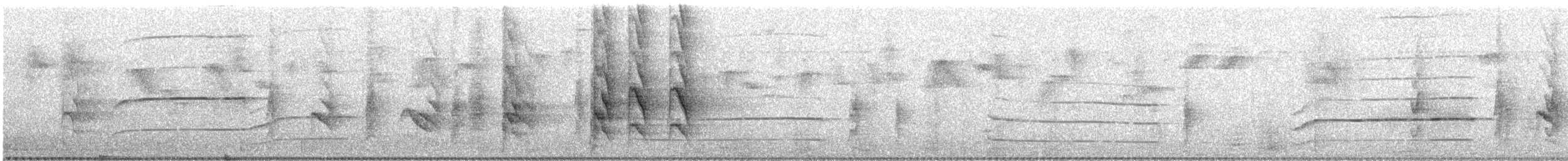 drongo šedobřichý - ML641277905