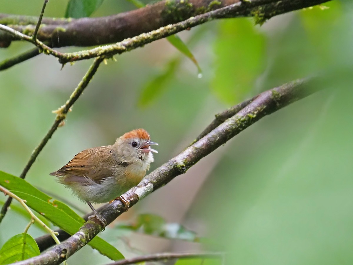 Rufous-fronted Babbler (Rufous-fronted) - ML641277906