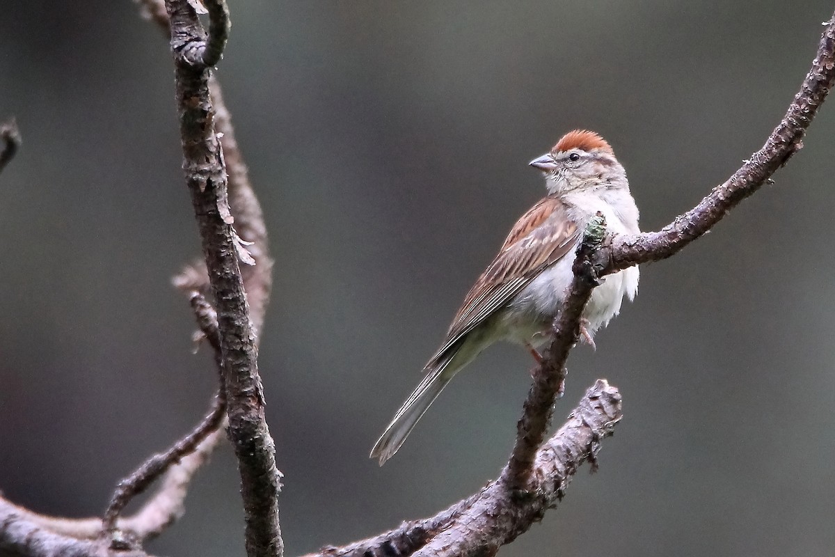 Chipping Sparrow - ML641277909