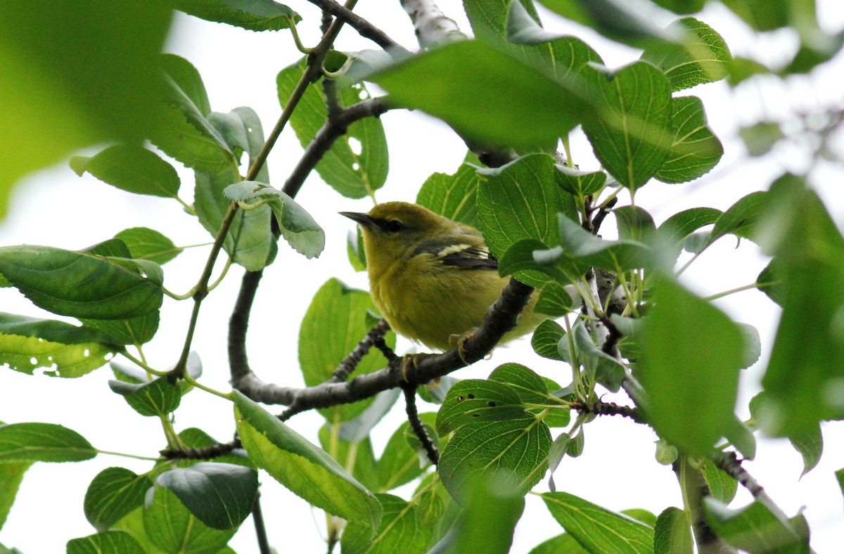 Blue-winged Warbler - ML64127791