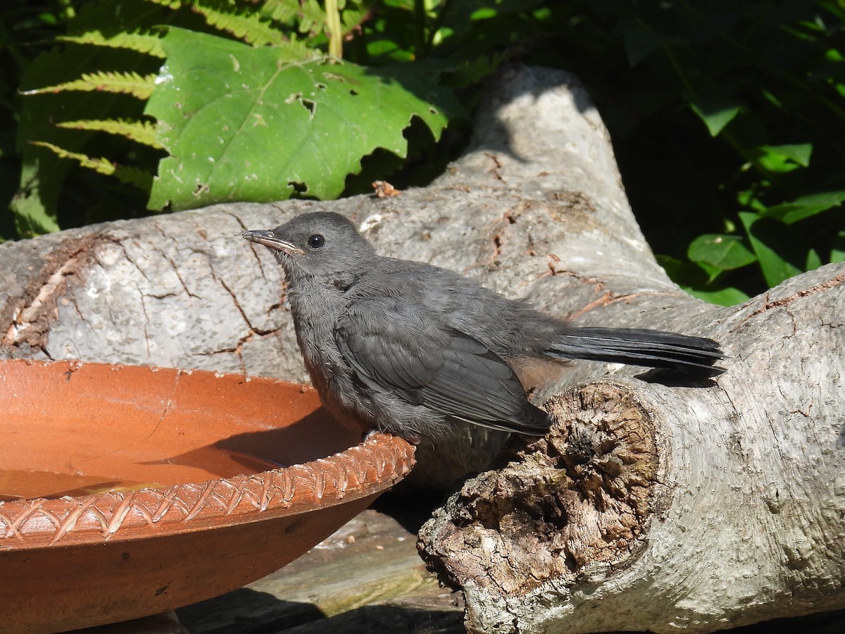 Gray Catbird - ML641277921