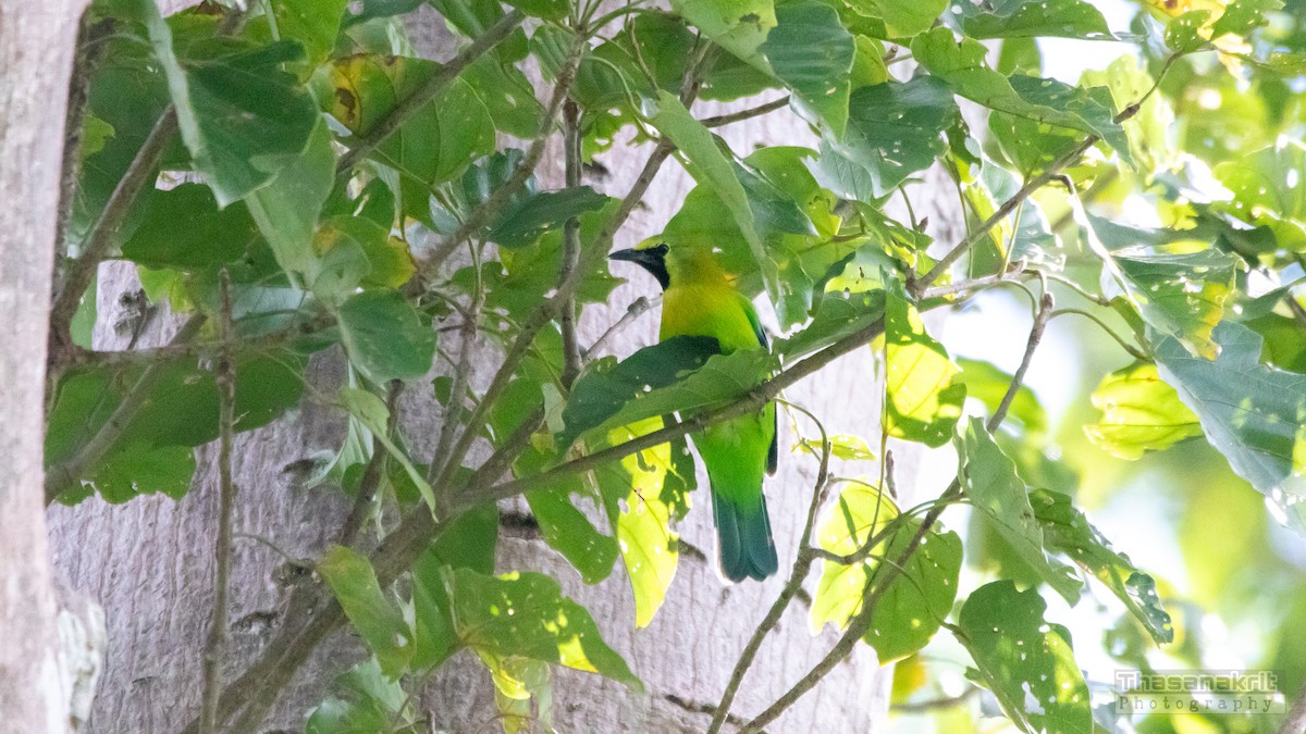 Blue-winged Leafbird - ML641277924