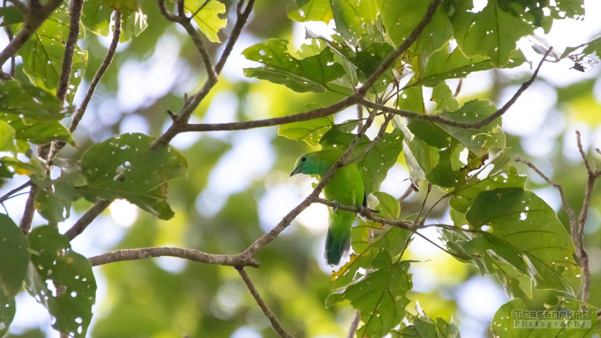 Blue-winged Leafbird - ML641277926