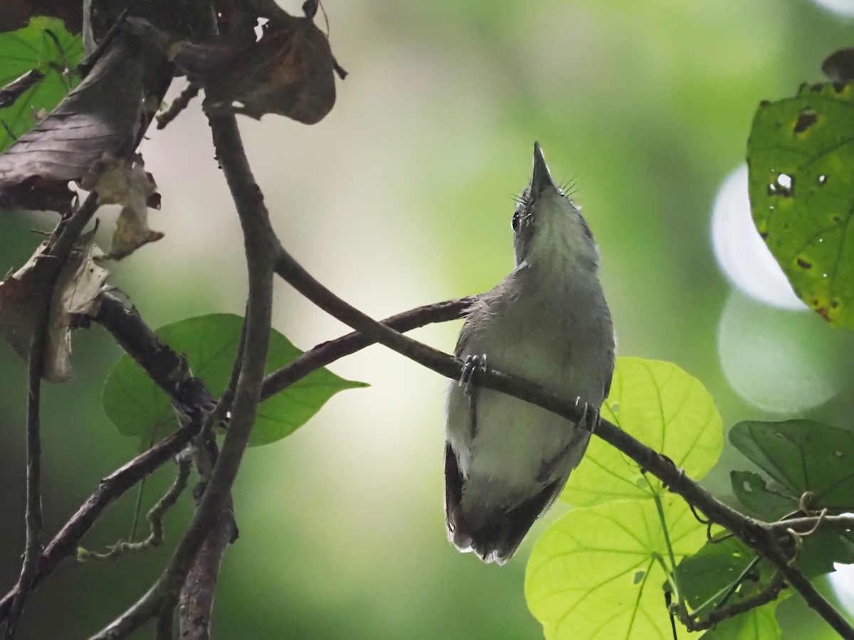 Moustached Babbler - ML641277942
