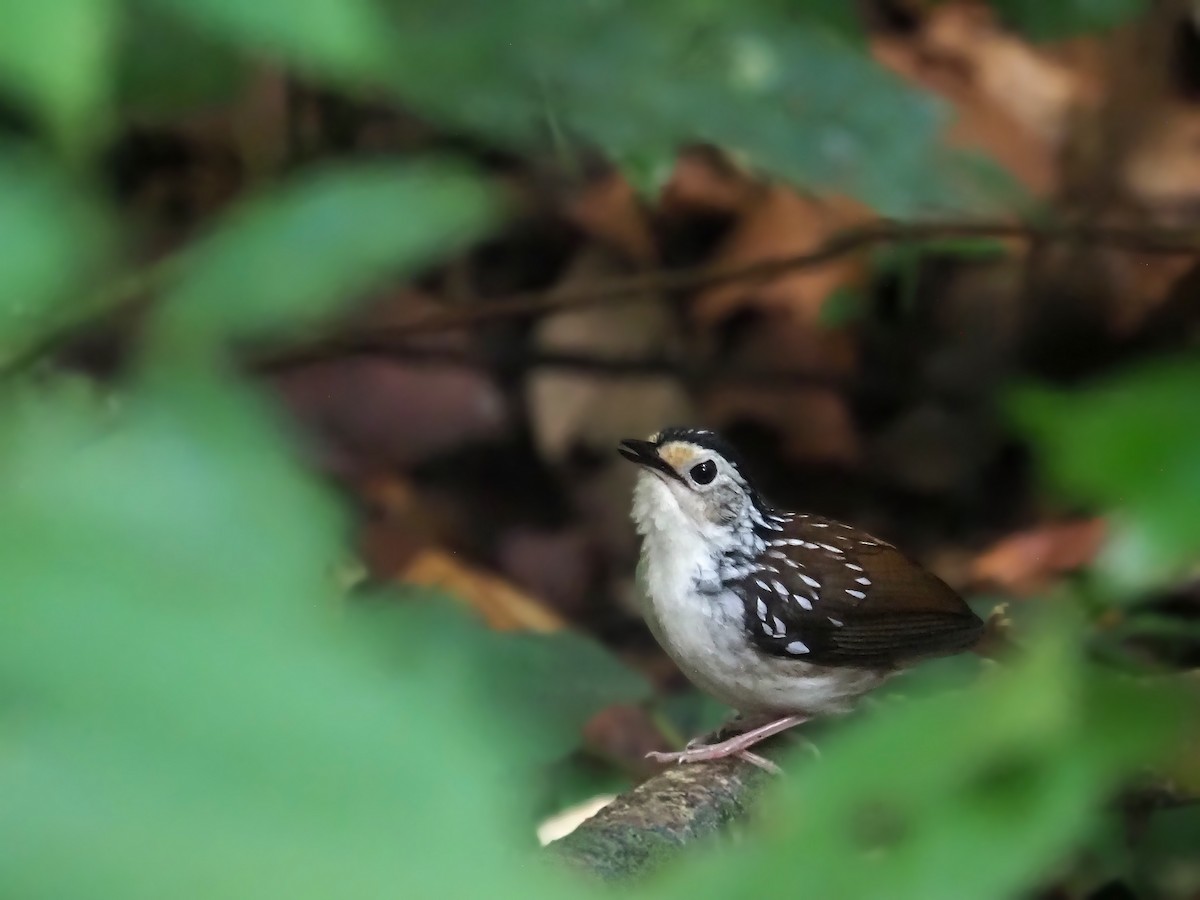 Striped Wren-Babbler - ML641277982