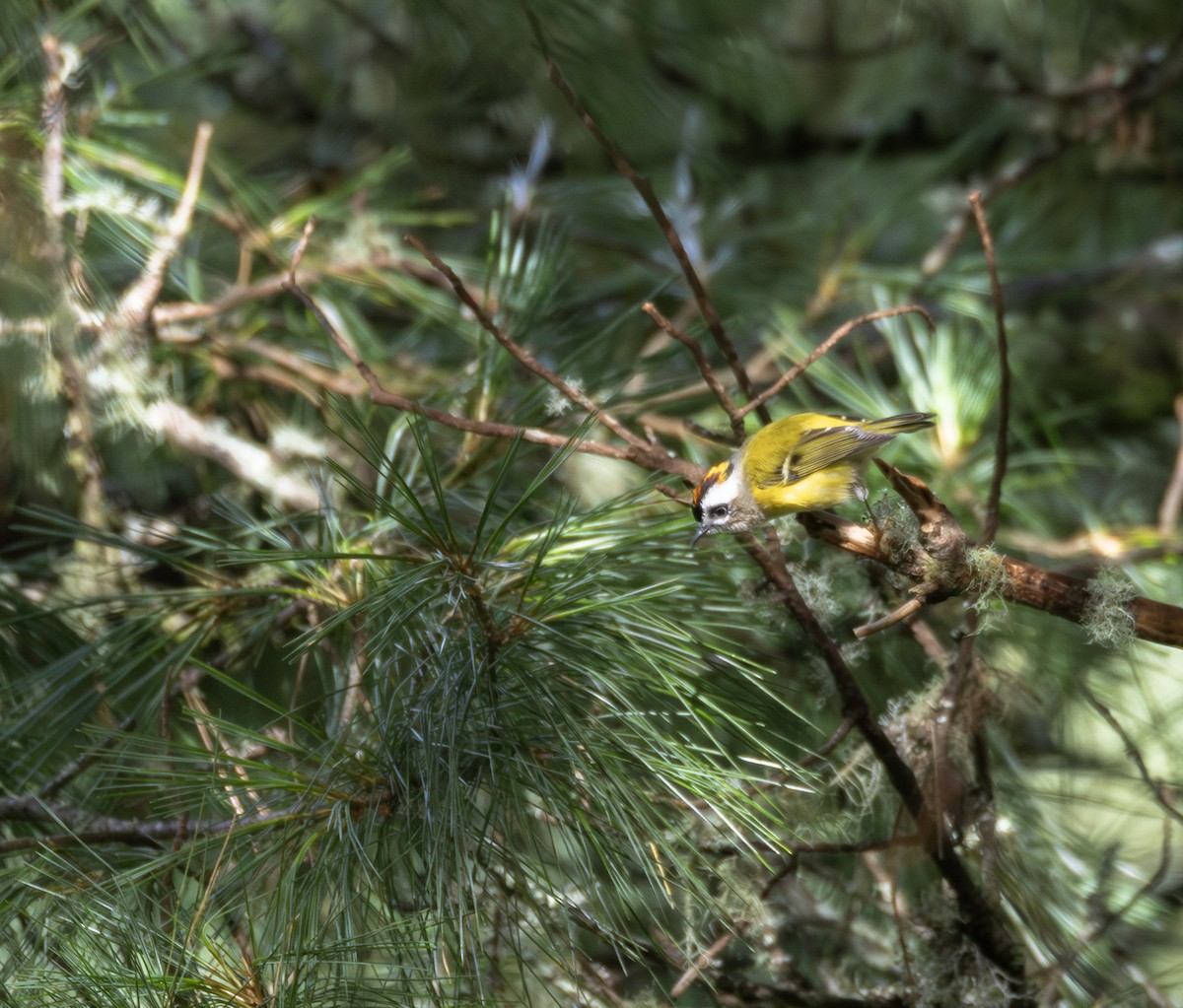 Flamecrest - ML641277987