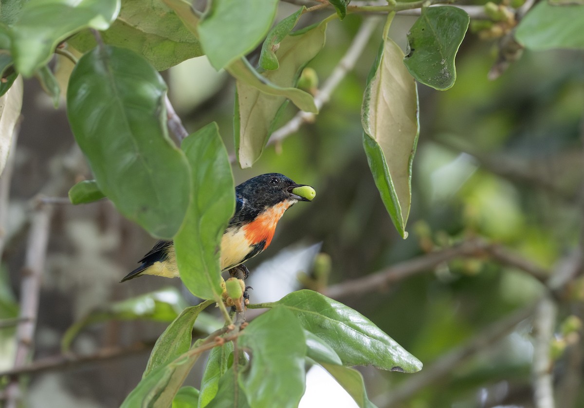 Fire-breasted Flowerpecker - ML641278002