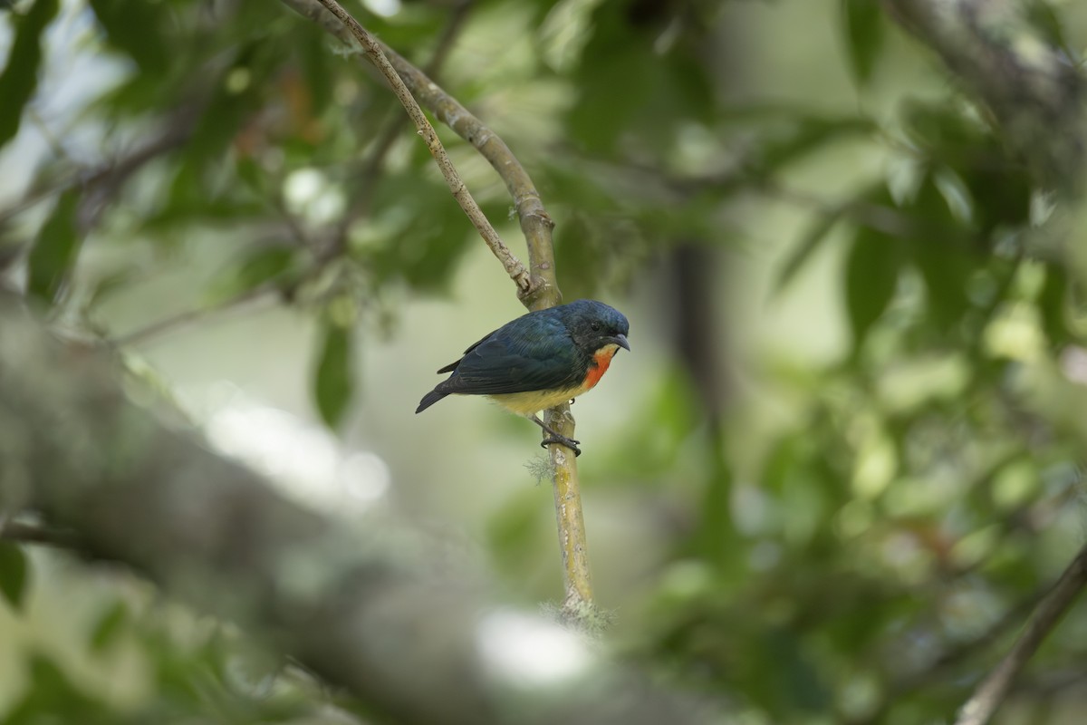 Fire-breasted Flowerpecker - ML641278003
