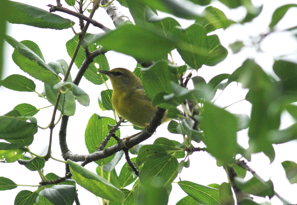 Blue-winged Warbler - ML64127801