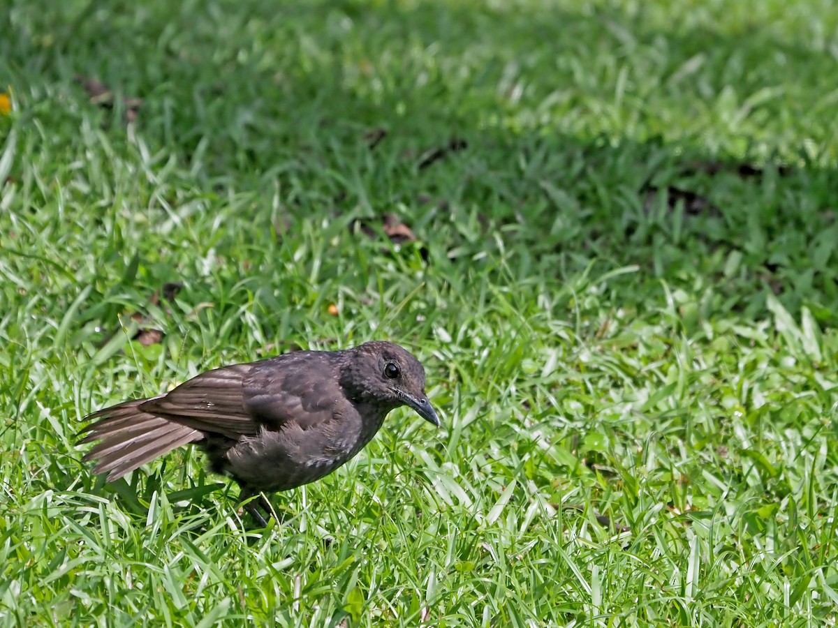 Bornean Whistling-Thrush - ML641278010