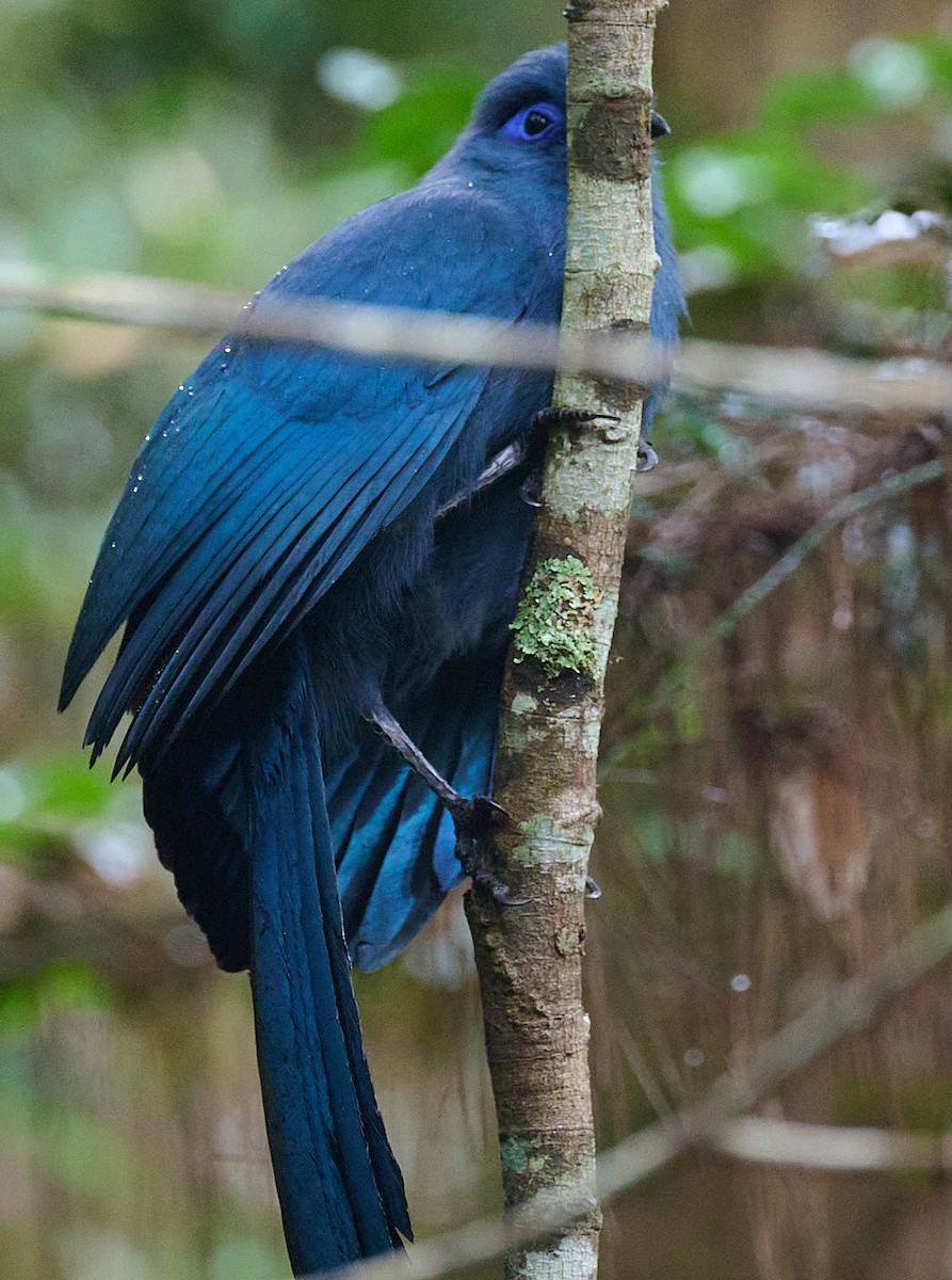 Blue Coua - ML641278016