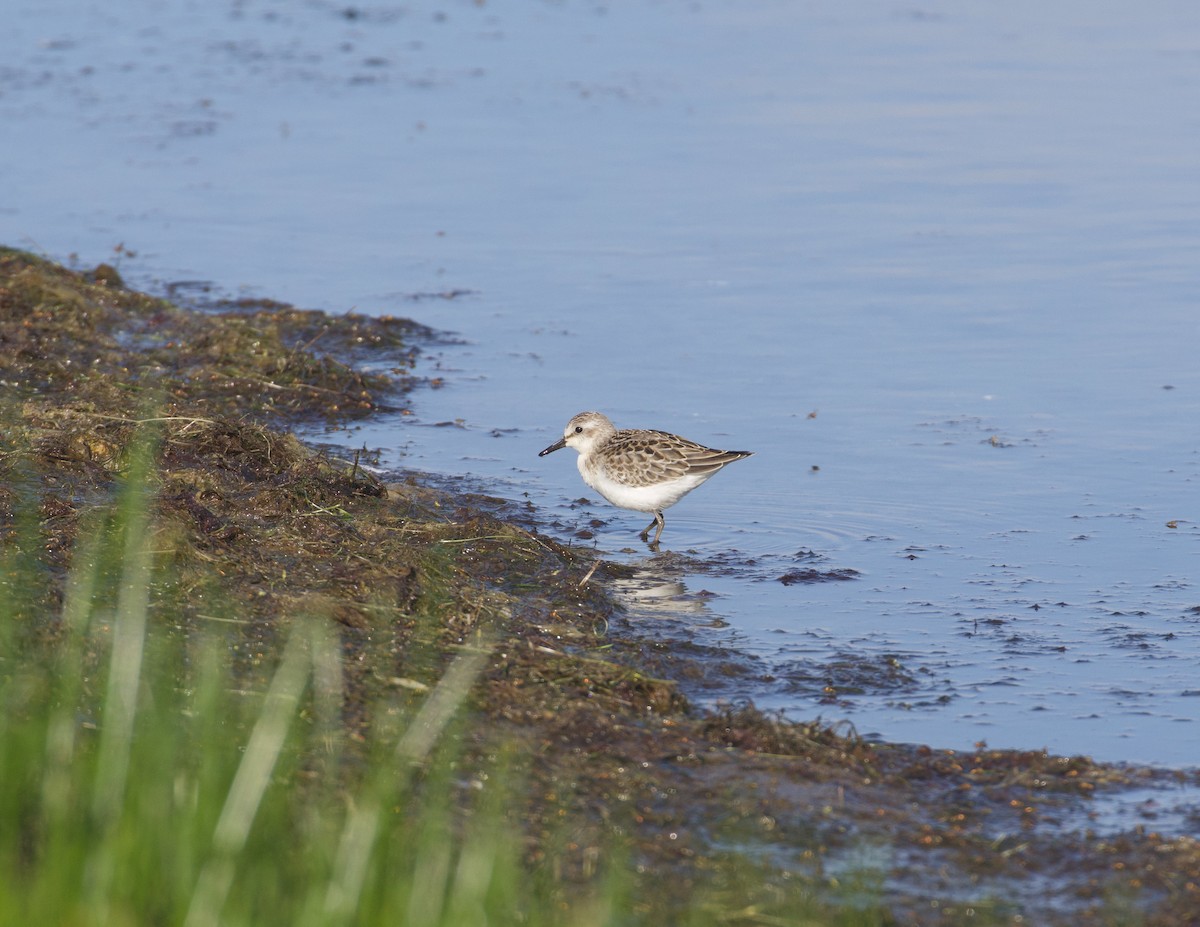 Semipalmated Sandpiper - ML641278035