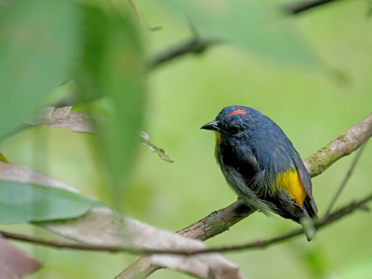 Yellow-rumped Flowerpecker - ML641278039