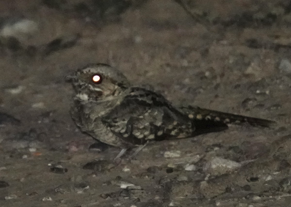 Common Pauraque - ML641278047