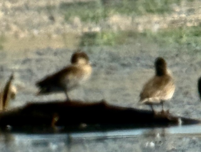 Green-winged Teal - ML641278050