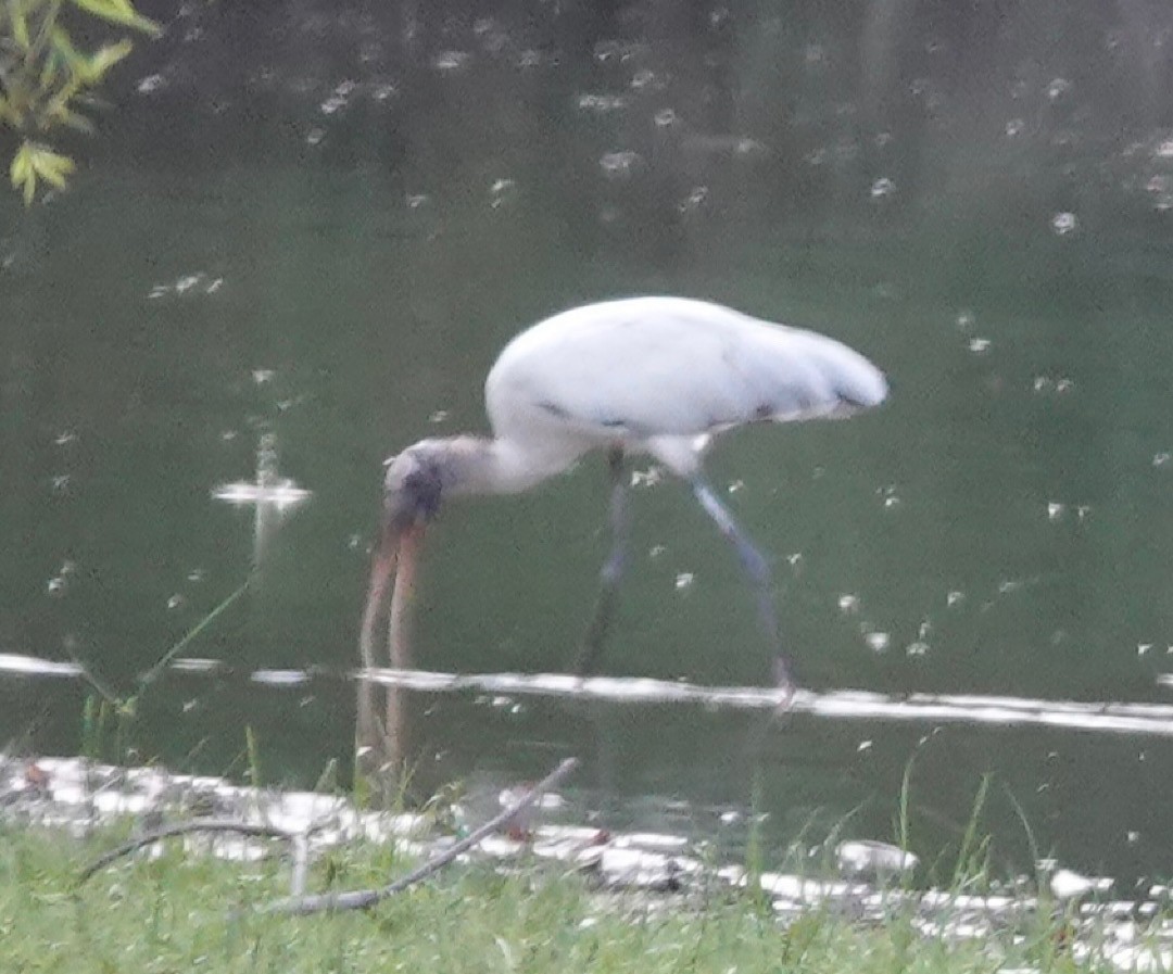Wood Stork - ML641278060