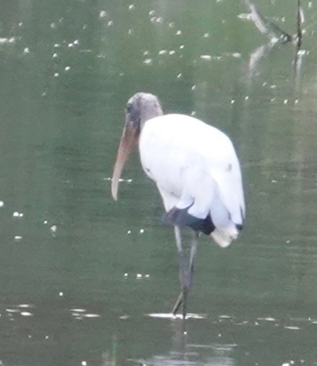Wood Stork - ML641278061
