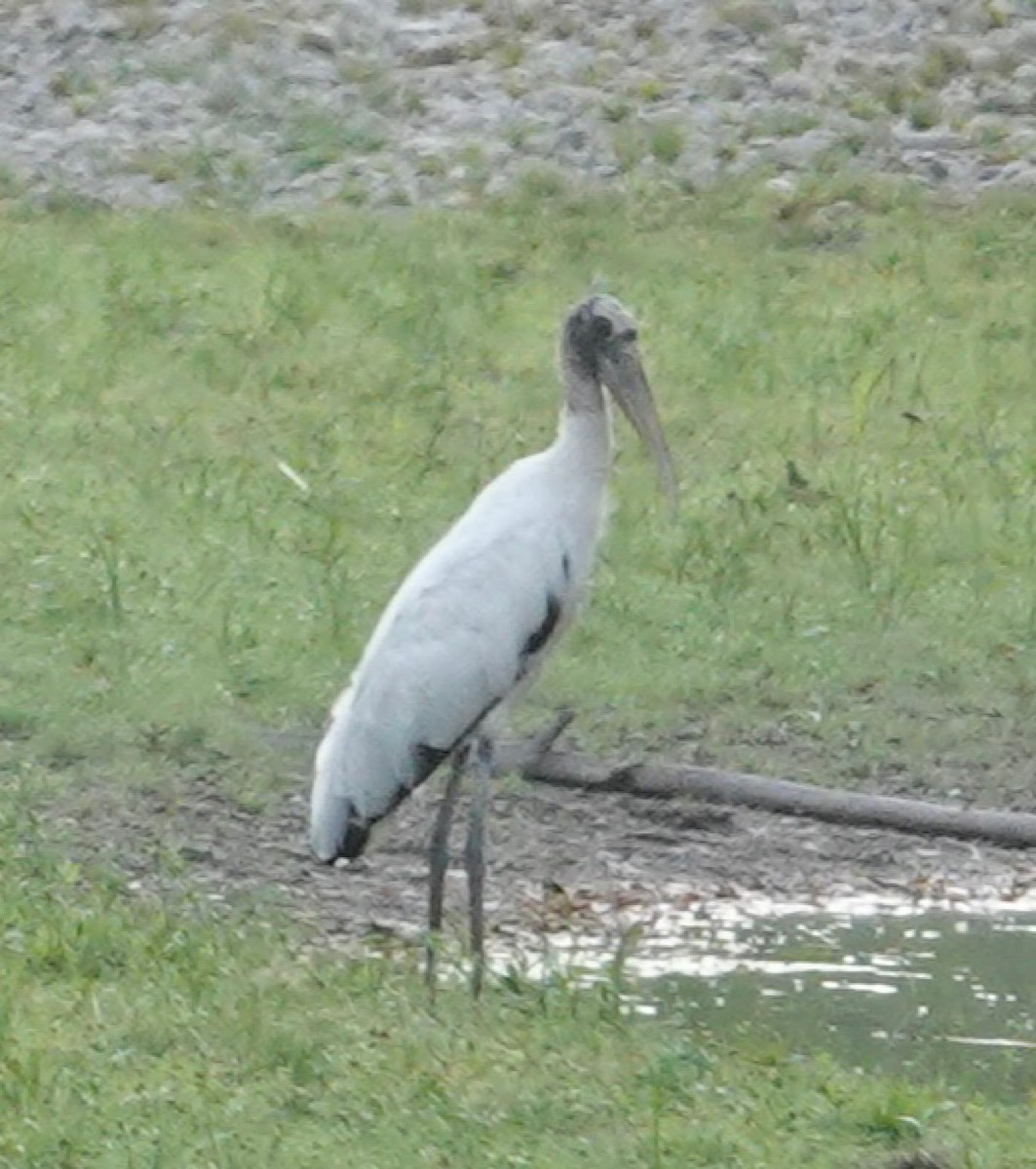 Wood Stork - ML641278062