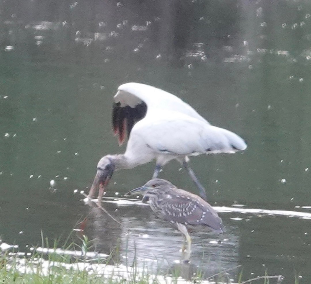 Wood Stork - ML641278063