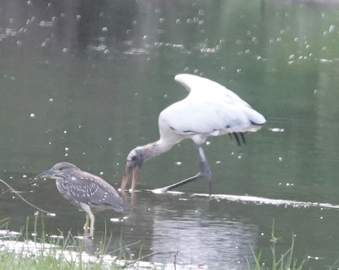 Wood Stork - ML641278064