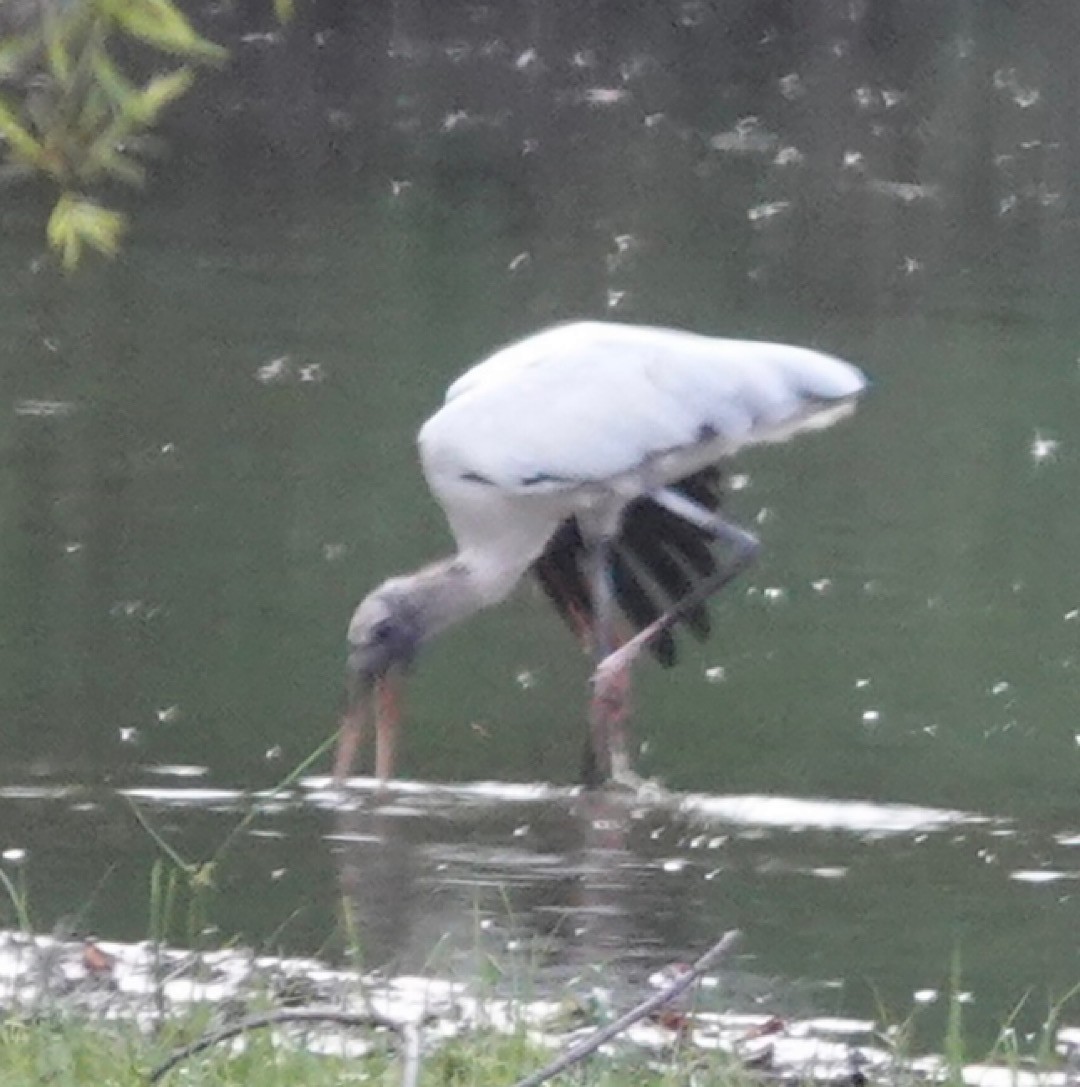 Wood Stork - ML641278065