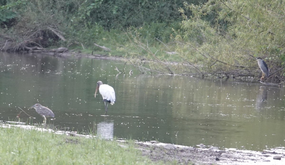 Wood Stork - ML641278066