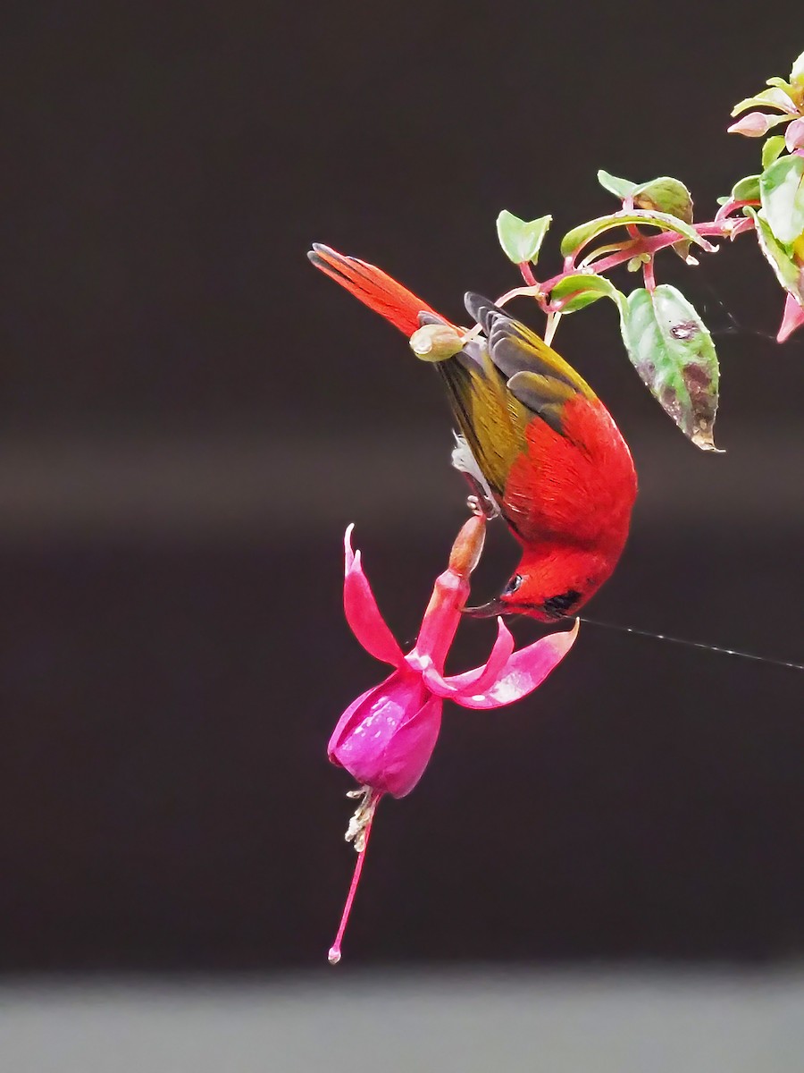Temminck's Sunbird - ML641278115