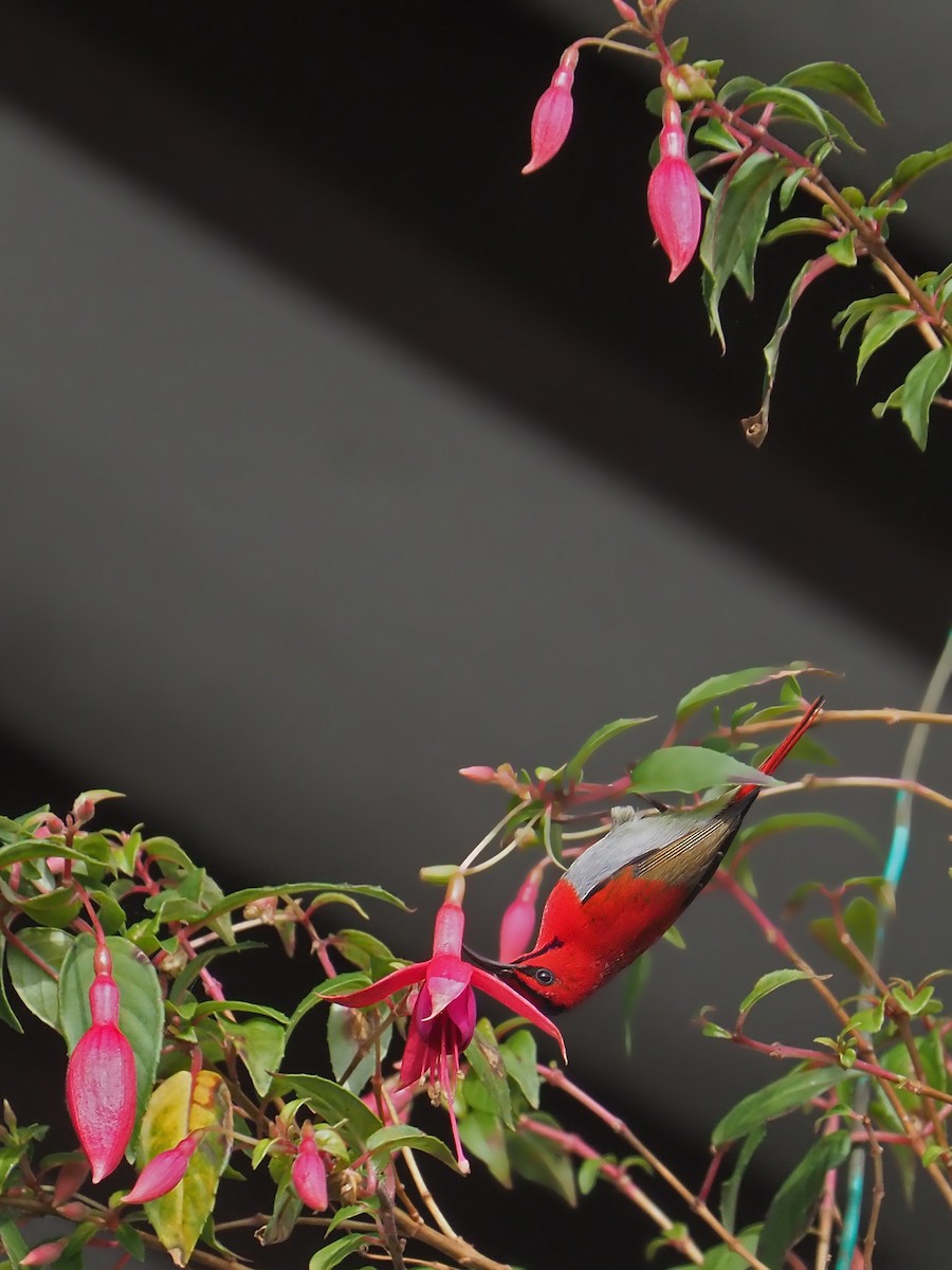 Temminck's Sunbird - ML641278116