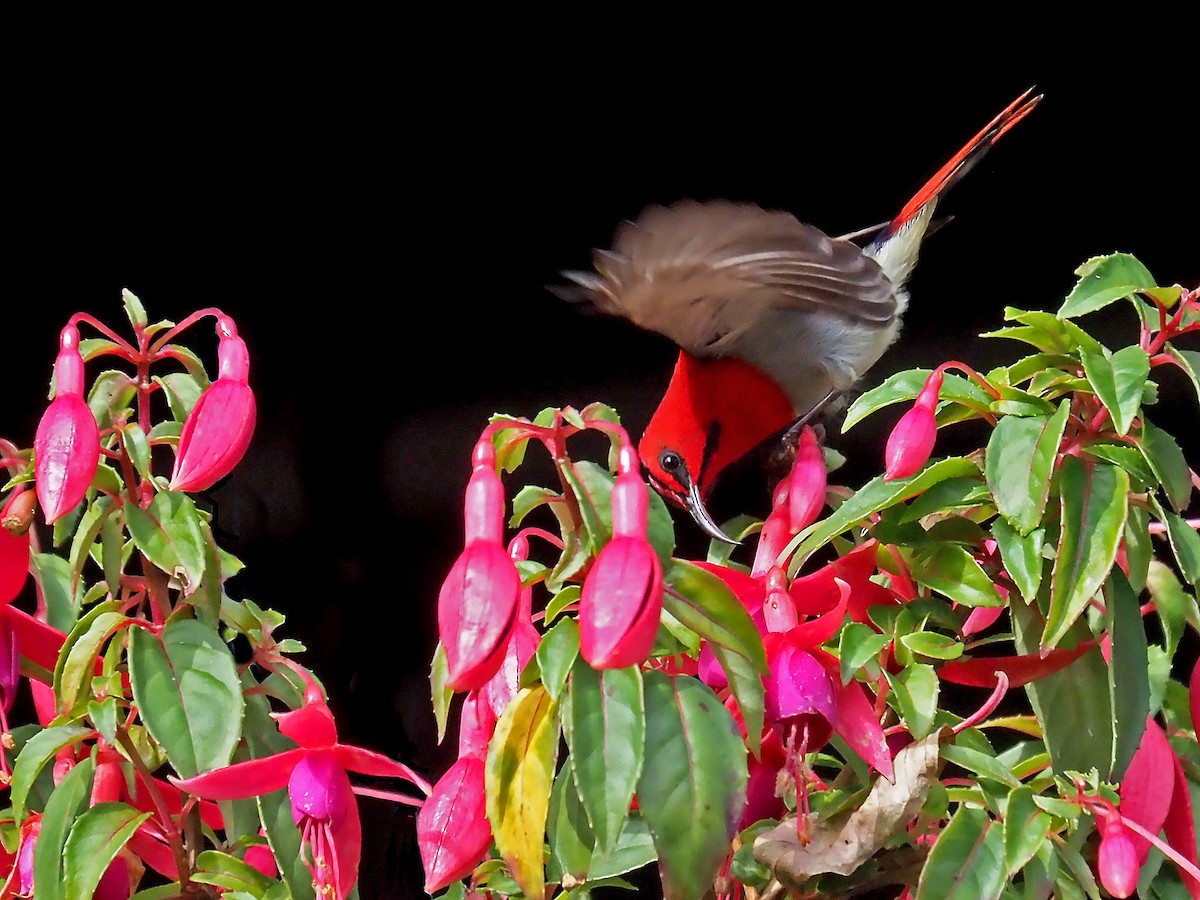 Temminck's Sunbird - ML641278117