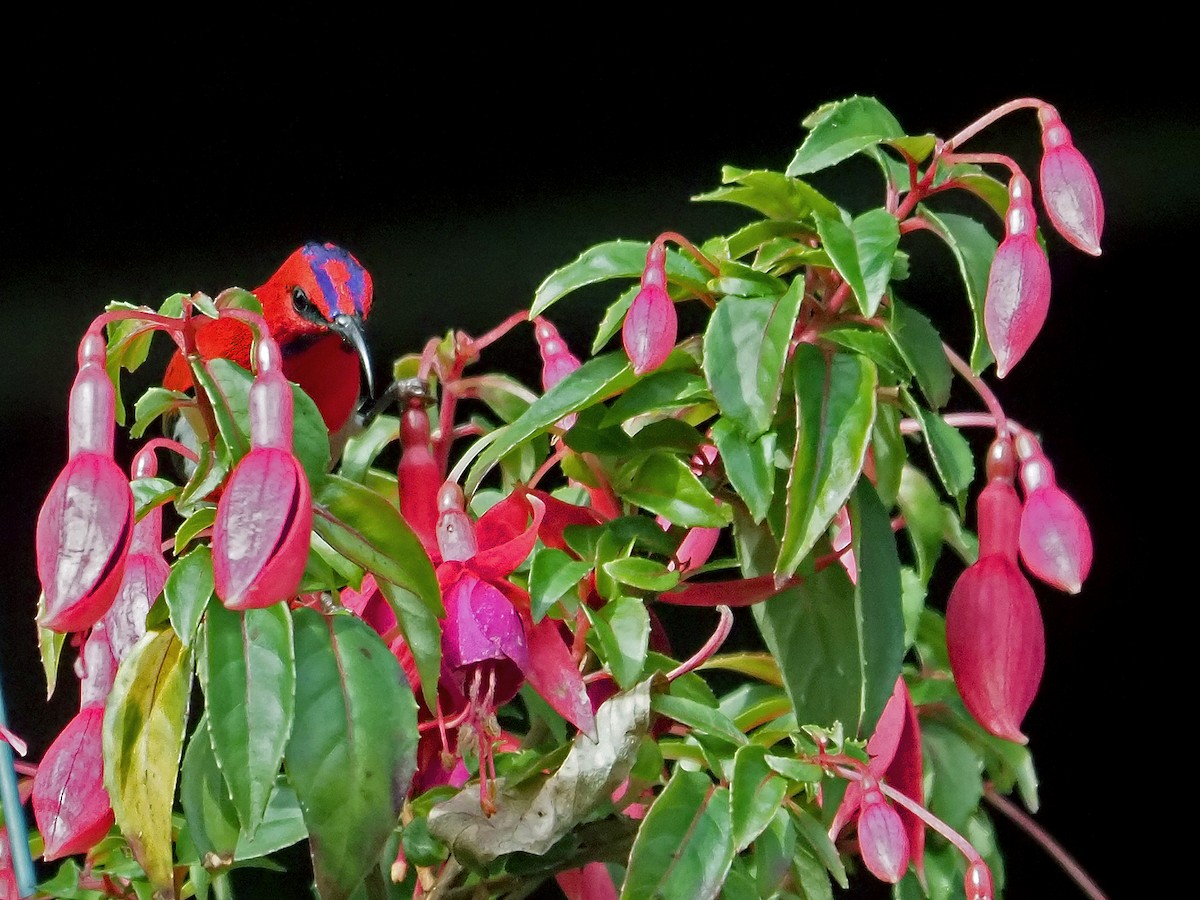 Temminck's Sunbird - ML641278118