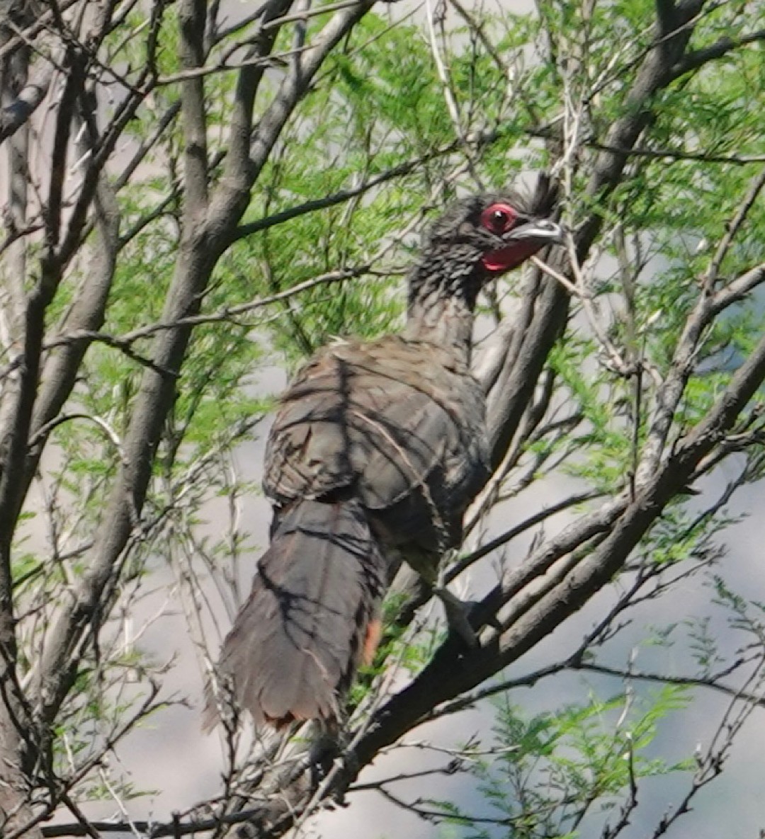 sinaloahokko - ML641278125