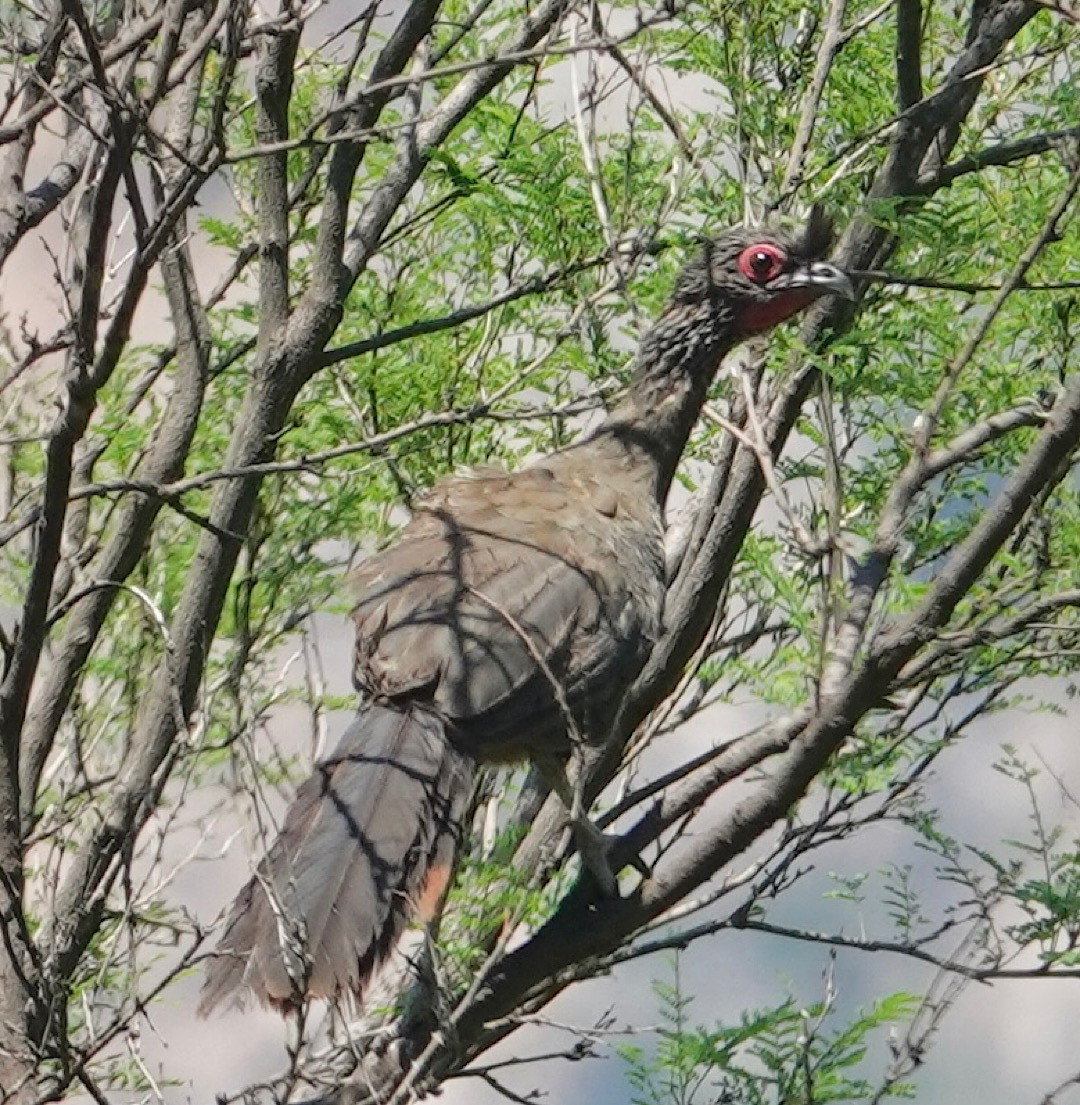 sinaloahokko - ML641278127