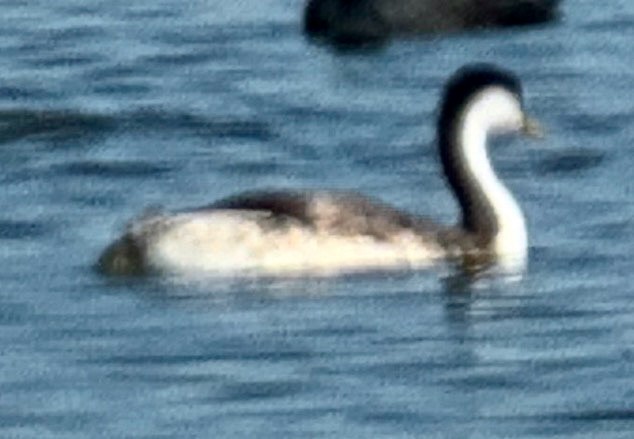 Western Grebe - ML641278129