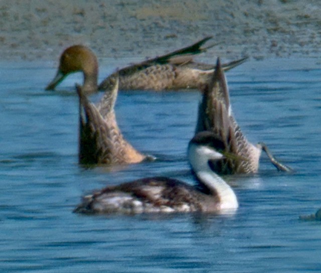 Western Grebe - ML641278130