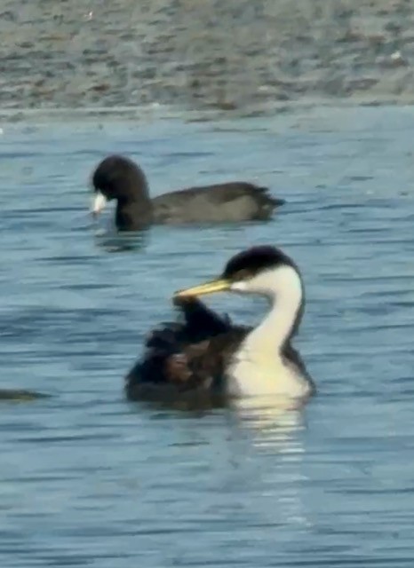 Western Grebe - ML641278132