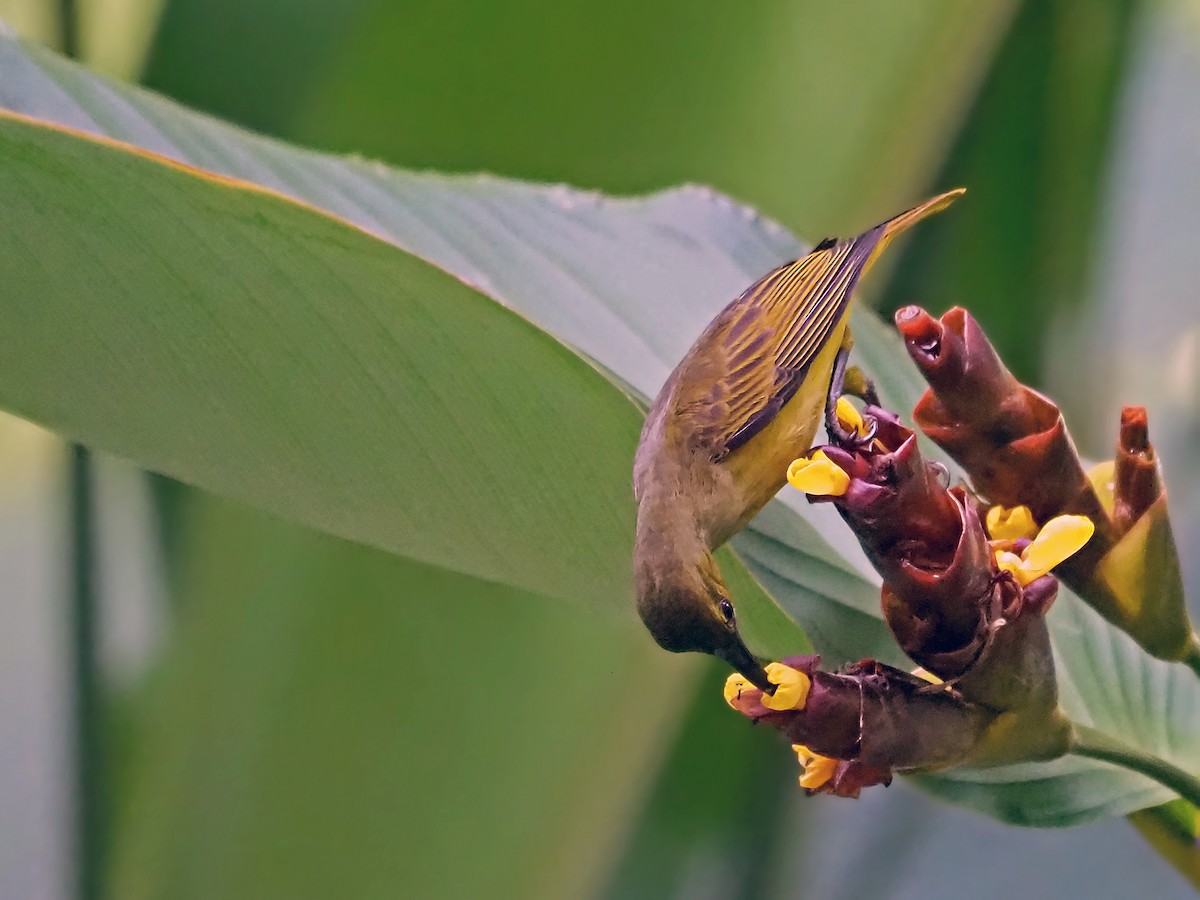 Thick-billed Spiderhunter - ML641278144