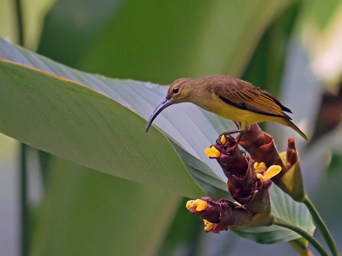 Thick-billed Spiderhunter - ML641278145