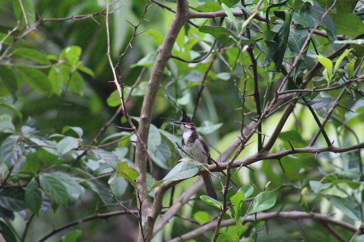 Red-whiskered Bulbul - ML641278160