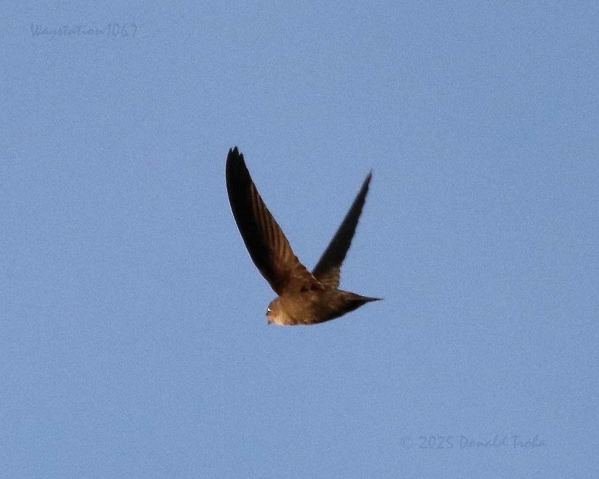 Chimney Swift - ML641278173