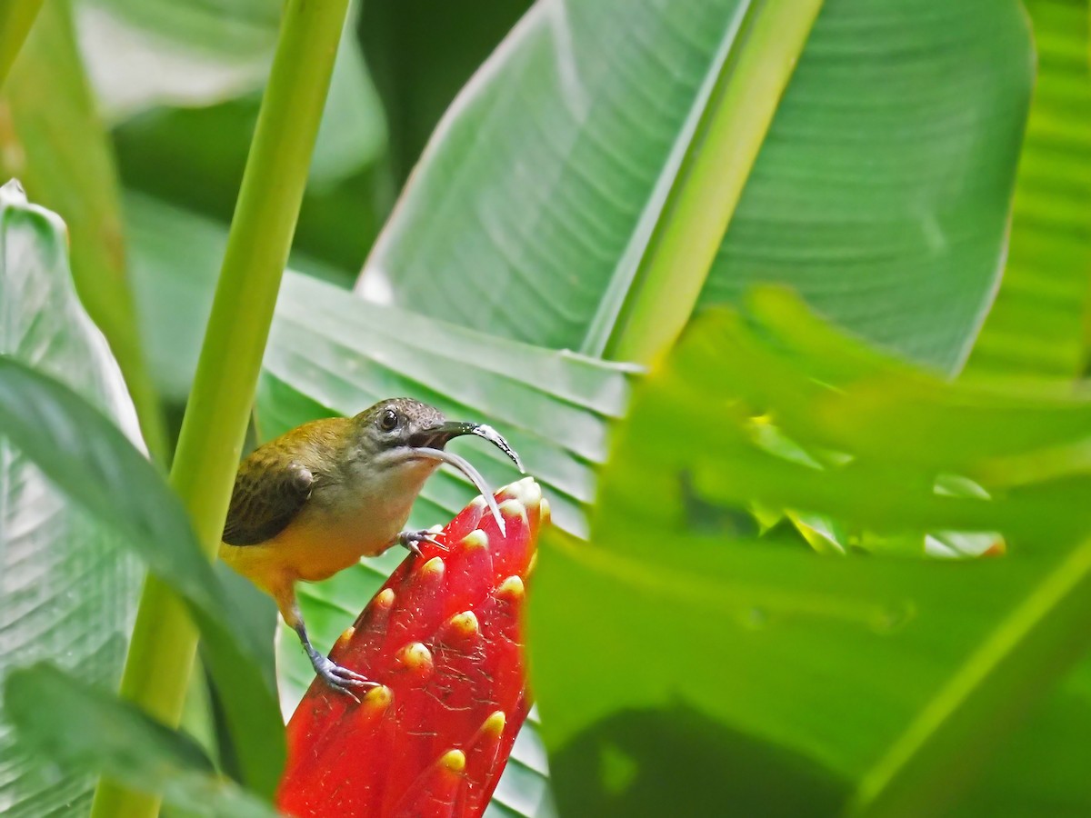 Little Spiderhunter - ML641278174