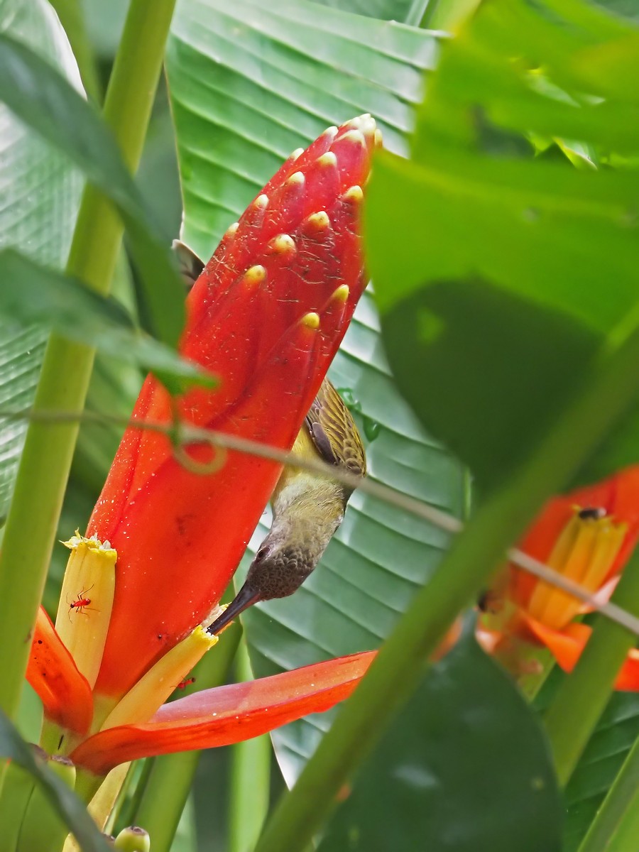 Little Spiderhunter - ML641278175