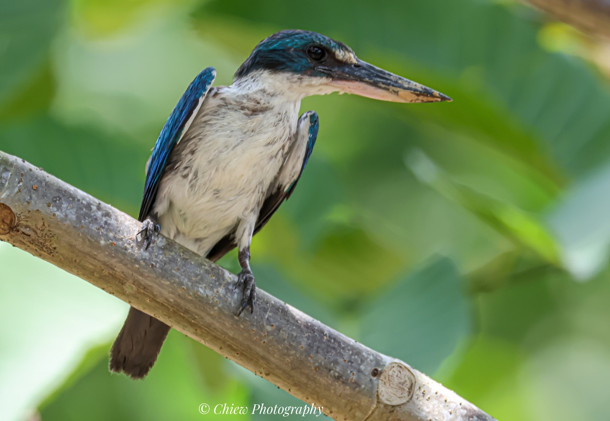 Collared Kingfisher - ML641278226