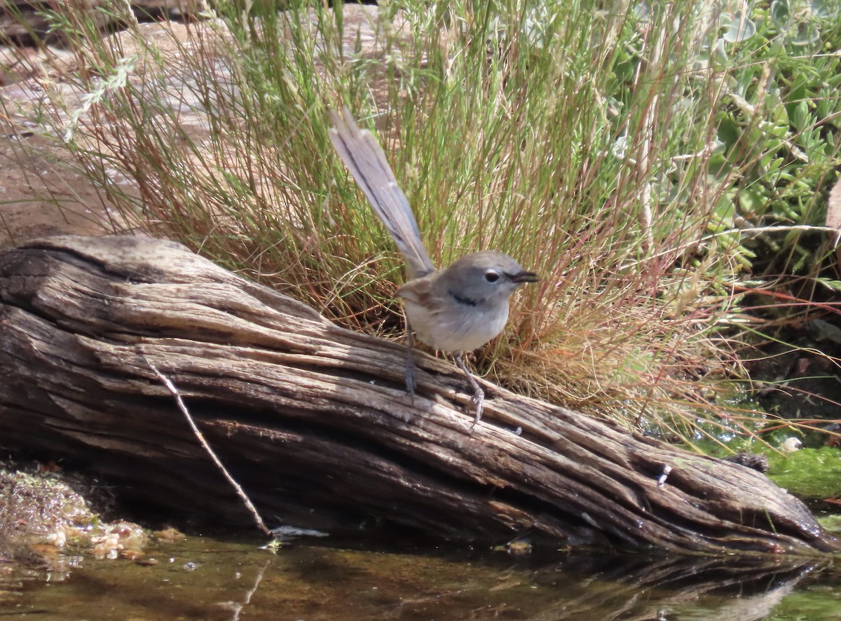 Purple-backed Fairywren - ML641278245