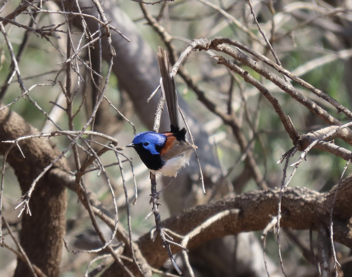 Purple-backed Fairywren - ML641278246