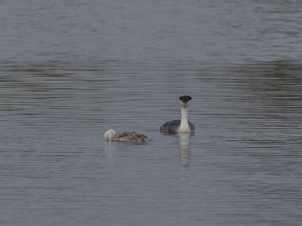 Western Grebe - ML641278259
