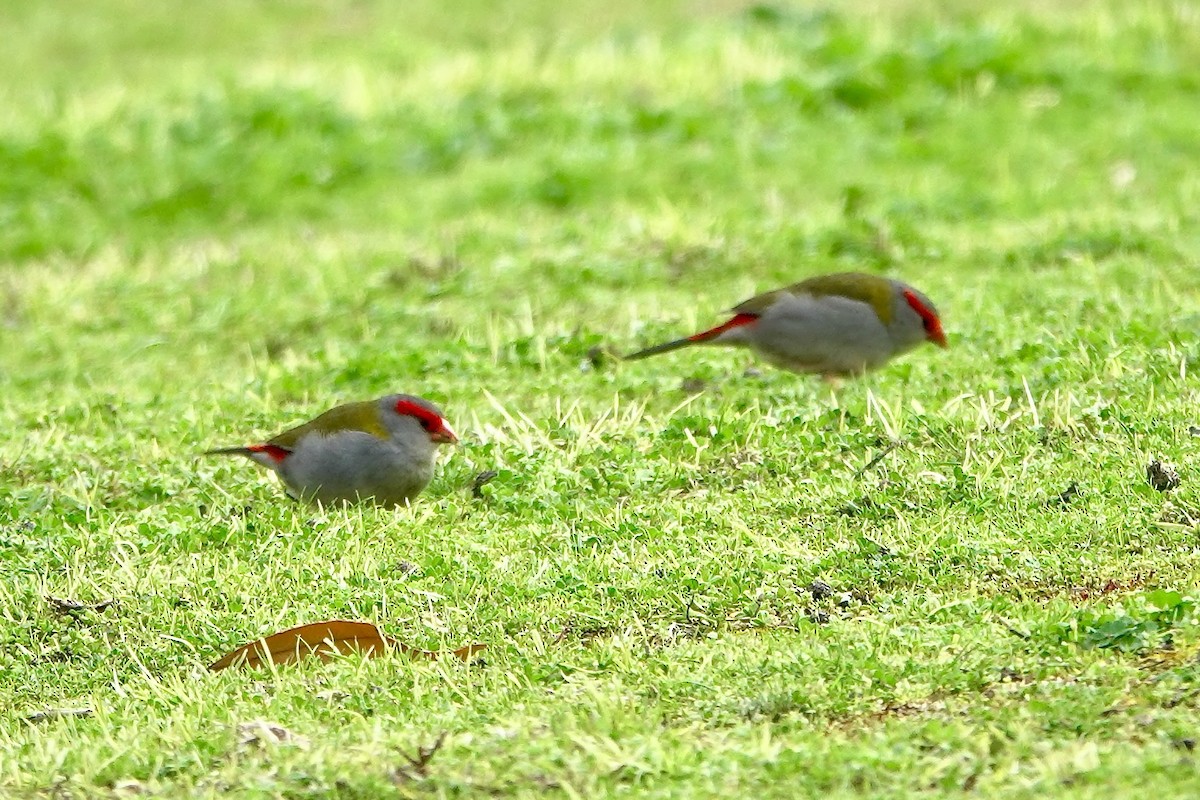 Red-browed Firetail - ML641278290